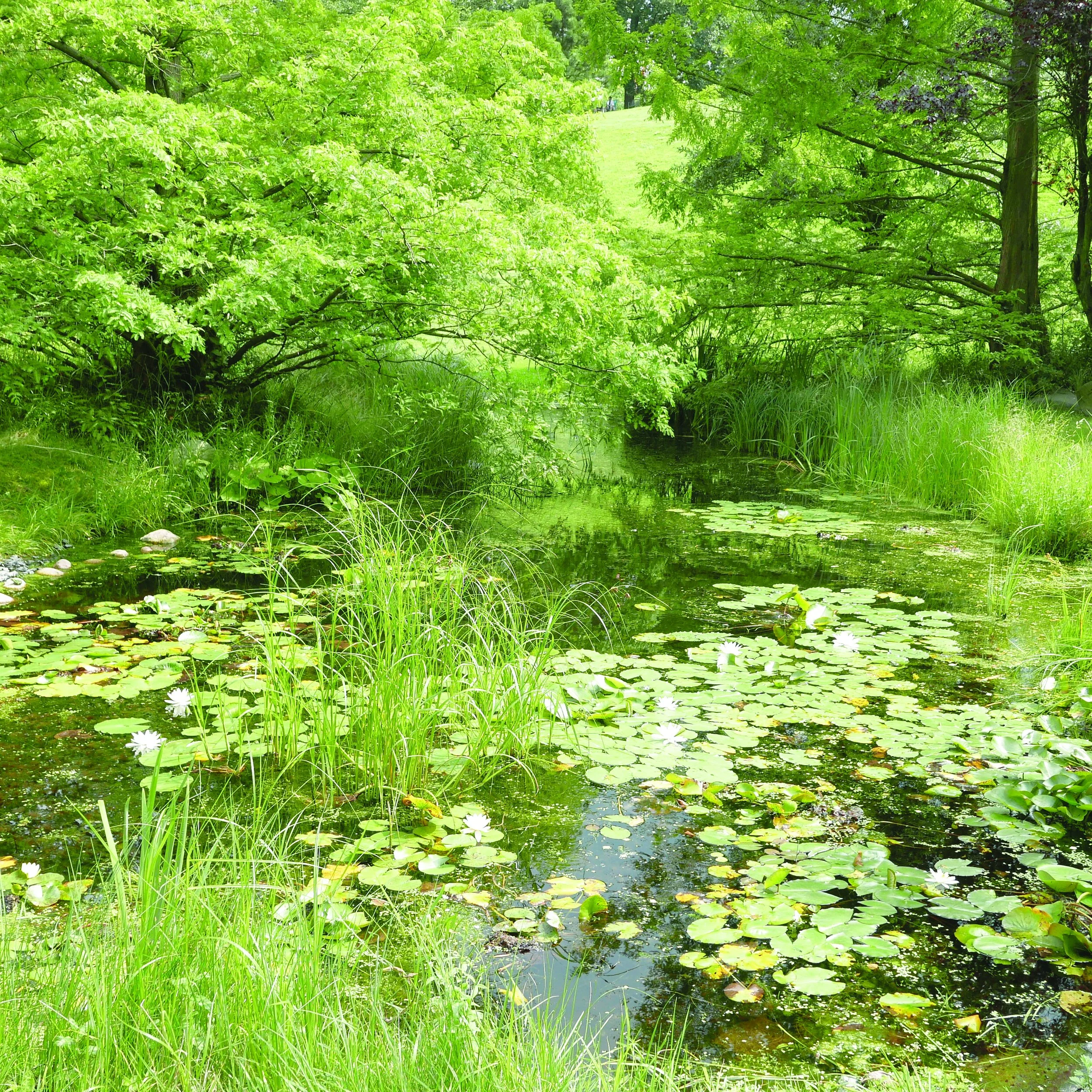 Organised scenery — Loh Xiang Yun